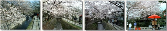 哲学の道photo