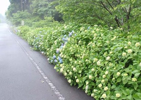 紫陽花