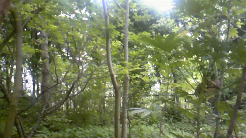 緑豊かな庭