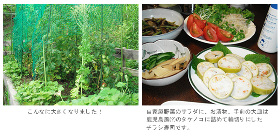 家庭菜園 収穫中