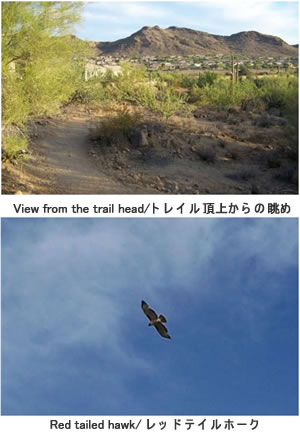 trail head and red tailed hawk