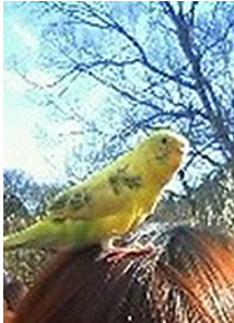 頭乗りインコ