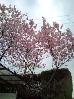 桜